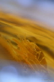   Pontonia pinnophylax  